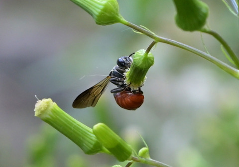 14ﾊﾗｱｶﾔﾄﾞﾘﾊｷﾘﾊﾞﾁ