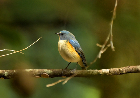 1114ﾙﾘﾋﾞﾀｷ①