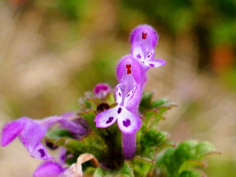 240214ﾎﾄｹﾉｻﾞ②