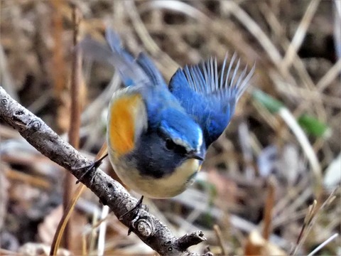 220205ﾙﾘﾋﾞﾀｷ⑥