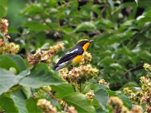 0826ｷﾋﾞﾀｷ♂②