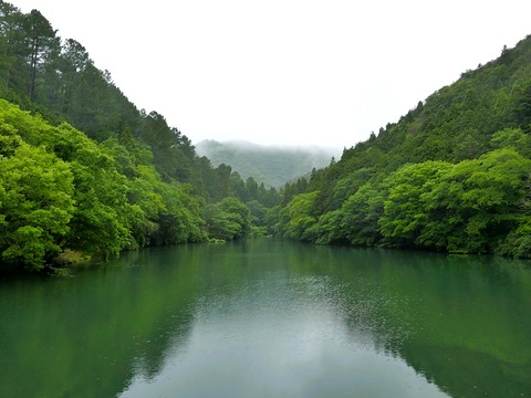 0622雨の通宝寺池