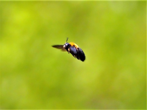 0419ｸﾏﾊﾞﾁ④