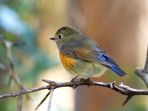 240315ﾙﾘﾋﾞﾀｷ♀②