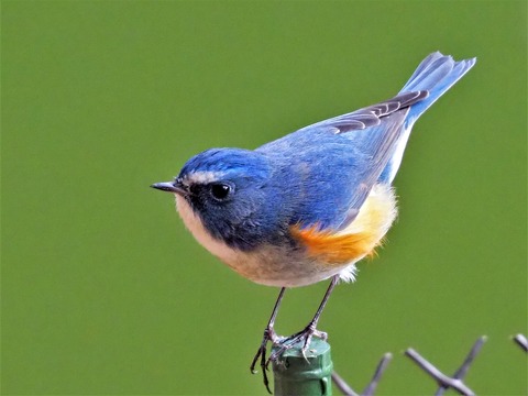 220205ﾙﾘﾋﾞﾀｷ⑨