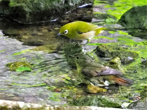 0519キビタキ♀③