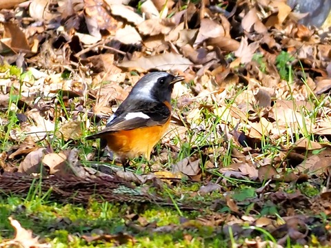 1221ｼﾞｮｳﾋﾞﾀｷ①