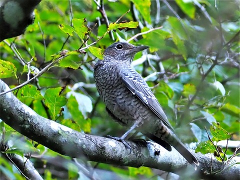 0827イソヒヨドり♀④