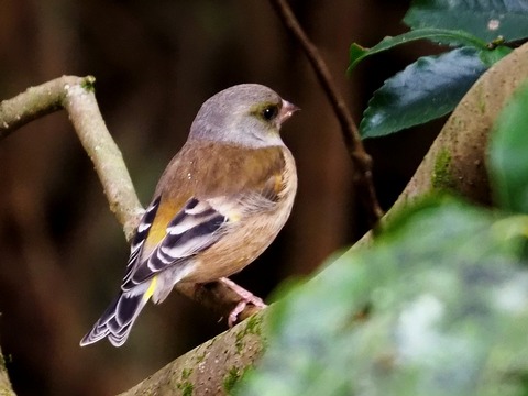 1226ｶﾜﾗﾋﾜ④