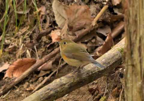 260121ﾙﾘﾋﾞﾀｷ