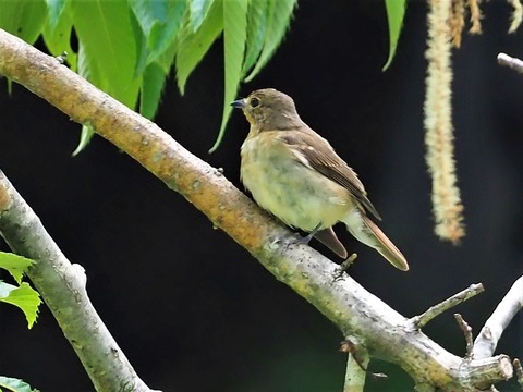 0628キビタキ♀幼鳥②