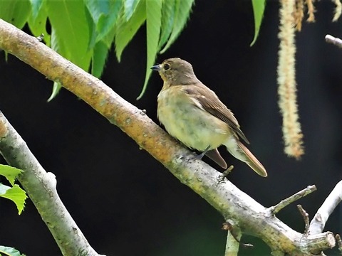 0628ｷﾋﾞﾀｷ♀幼鳥②