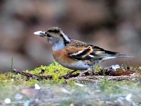 220205ｱﾄﾘ♀①