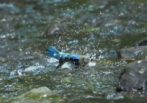 36ｵｵﾙﾘ若鳥