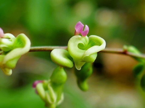 0912ﾎﾄﾞｲﾓ①