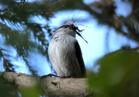 260204ｴﾅｶﾞ③