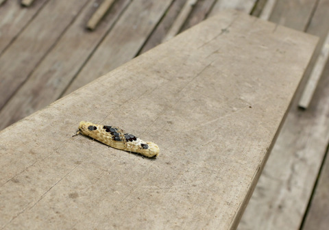 0809ﾓﾝｸﾛｼｬﾁﾎｺ④