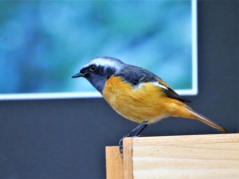 1117ジョウビタキ♂⑩