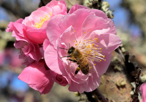 260312ｾｲﾖｳﾐﾂﾊﾞﾁ②