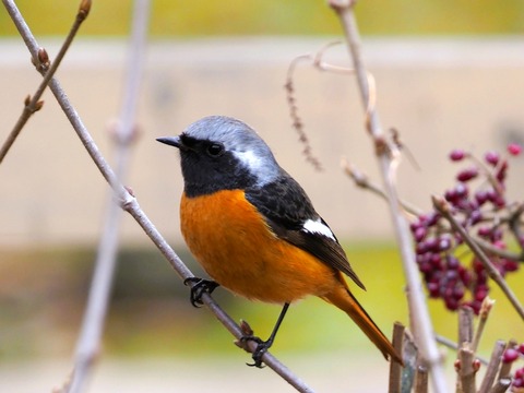 230202ｼﾞｮｳﾋﾞﾀｷ②