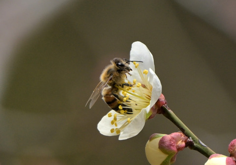 260222ｾｲﾖｳﾐﾂﾊﾞﾁ②