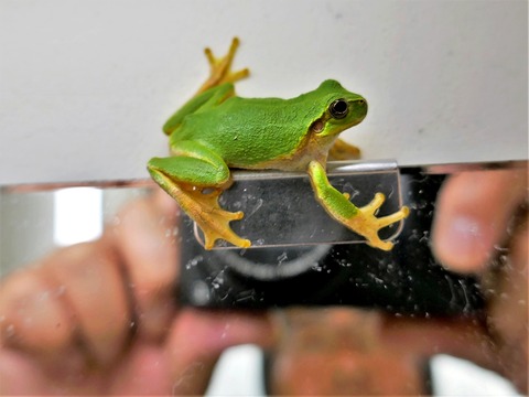0624アマガエル①