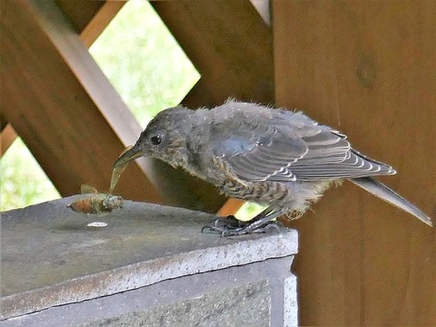 0812イソヒヨドリ?の幼鳥②