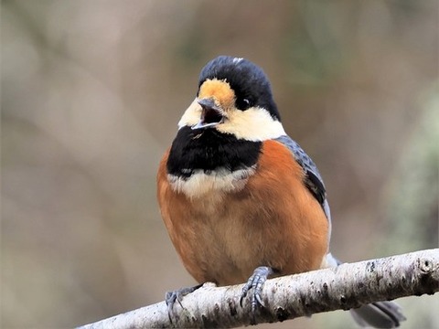 200227ﾔﾏｶﾞﾗ①