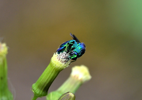 13ｵｵｾｲﾎﾞｳ