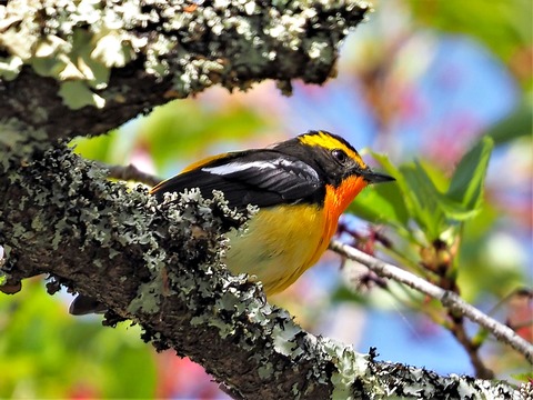 0417ｷﾋﾞﾀｷ④