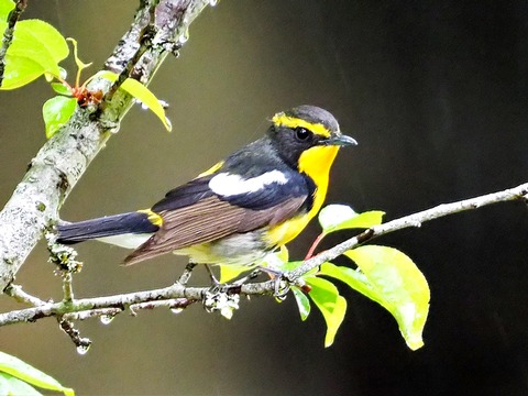 0426ｷﾋﾞﾀｷ①