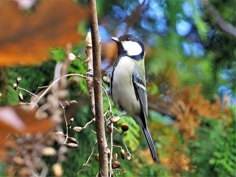 1123ｼｼﾞｭｳｶﾗ①