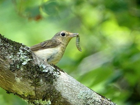 0622ｷﾋﾞﾀｷ♀⑤