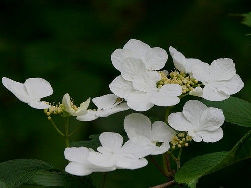 イメージ 31
