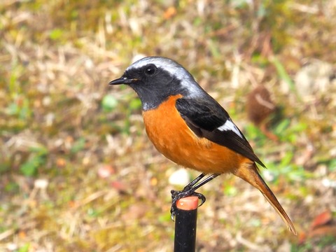 1226ｼﾞｮｳﾋﾞﾀｷ♂①