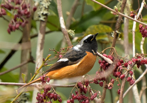 260325ｼﾞｮｳﾋﾞﾀｷ②