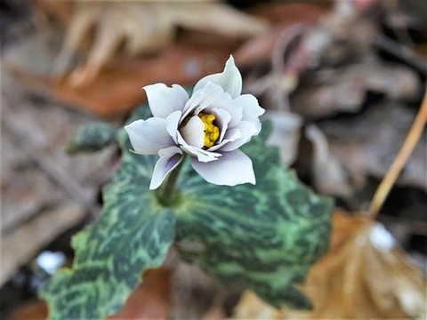 200212ユキワリイチゲ⑤