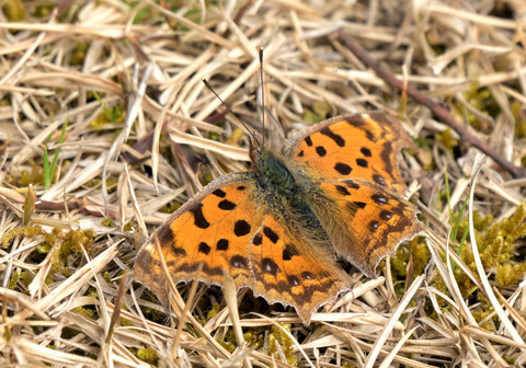 260222ｷﾀﾃﾊ①