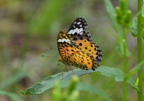 20ﾂﾏｸﾞﾛﾋｮｳﾓﾝ