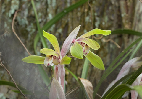 260325ｼｭﾝﾗﾝ①