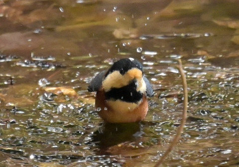 260219ﾔﾏｶﾞﾗ