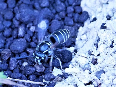1007クロスズメバチ②