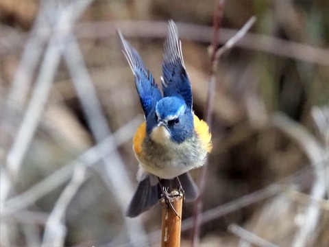 220205ﾙﾘﾋﾞﾀｷ③