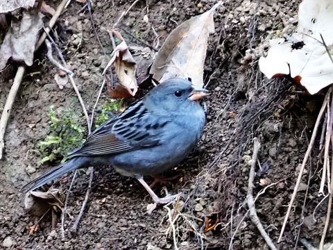 1227ｸﾛｼﾞ♂①