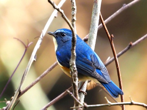 1226ﾙﾘﾋﾞﾀｷ♂③