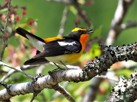 0417ｷﾋﾞﾀｷ①