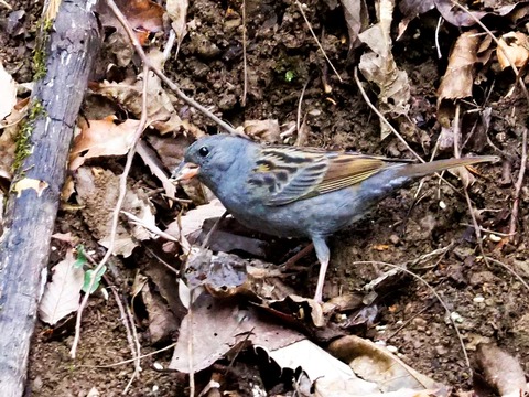 240208ｸﾛｼﾞ①