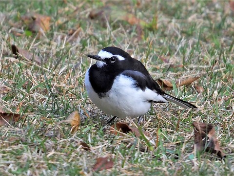 1125ｾｸﾞﾛｾｷﾚｲ③
