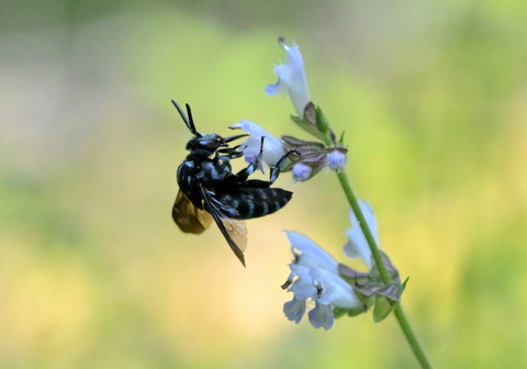 0731ﾙﾘﾓﾝﾊﾅﾊﾞﾁ③