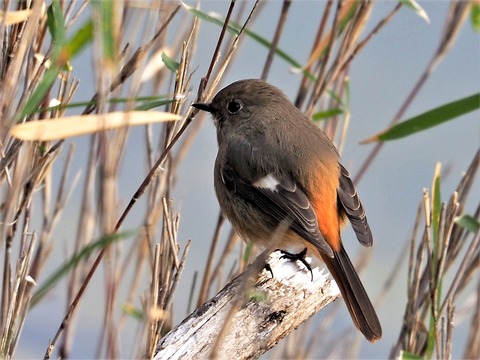 220203ｼﾞｮｳﾋﾞﾀｷ♀⑦